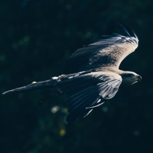 user profile