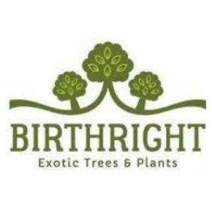 CodeChef profile picture for @birthright