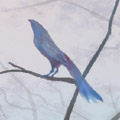 CodeChef profile picture for @lazuli