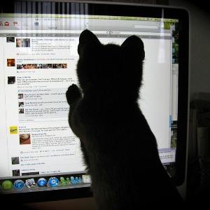 user profile