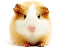 CodeChef profile picture for @hamster